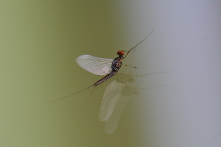 Serratella_ignita_(Castille_15)