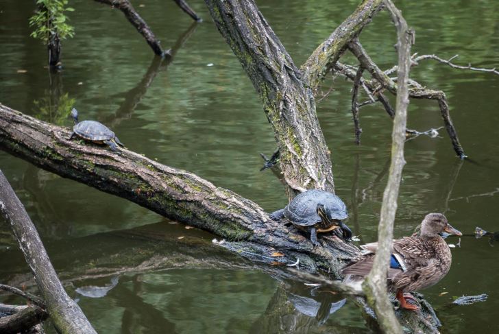 Red-eared turtles in Lake Baldeney, Essen, Germany. Image: Christian Feld