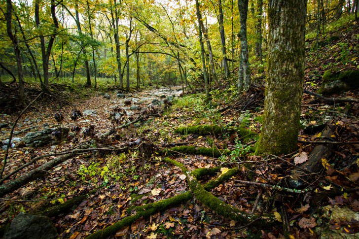A seasonally dry stream in a forest in Missouri, USA. Image: Kyle Spradley