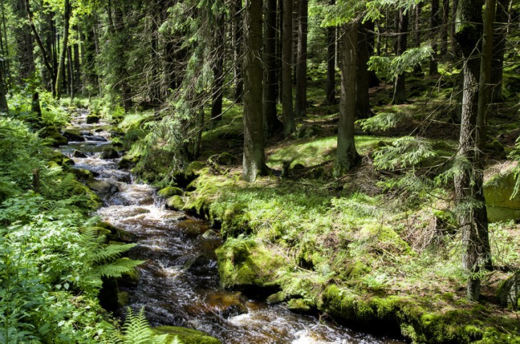 A forest stream in the Czech Republic Image: Dominique Cappronnier | Flickr Creative Commons 