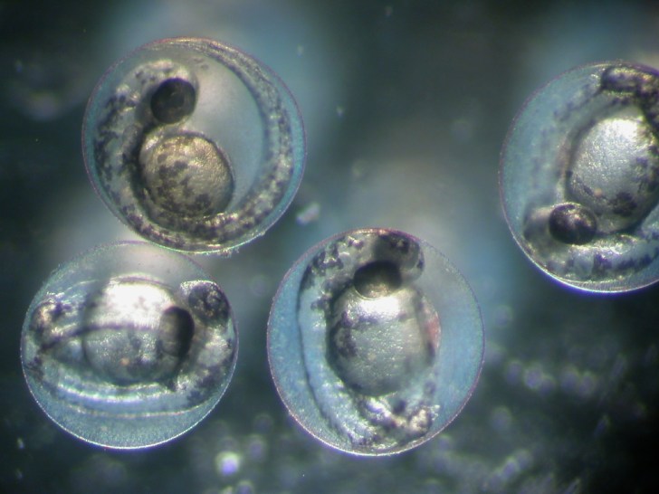 Fischeier des Zebrabärblings