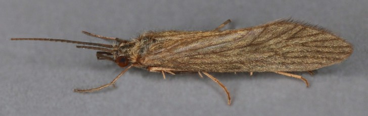 Adult caddisfly (Tinodes waeneri). Image: Janet Graham | Flickr Creative Commons