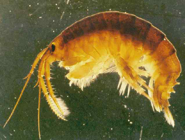 Dikerogammarus villosus. Photo by S. Giesen (1998).