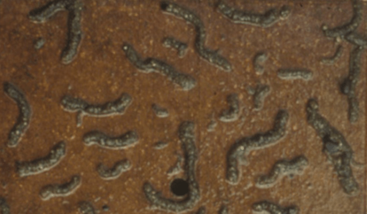 Caddisfly galleries. Image: SSC Harrison