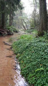 springendal_goldensaxifrage