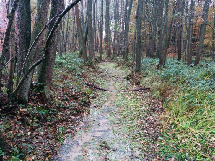 springendal_upstream