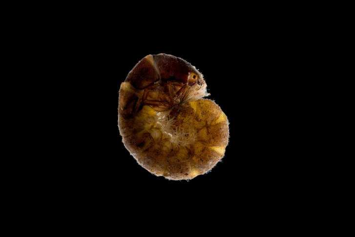 caddis_larva_on-black