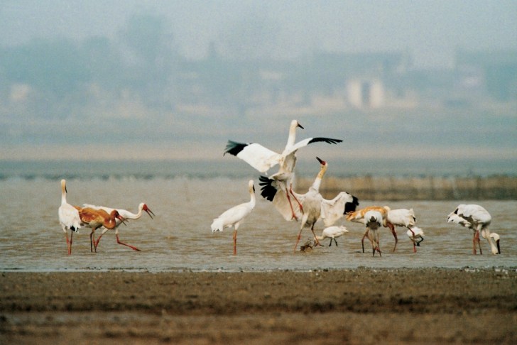 siberian_crane_x