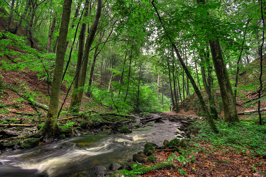 OSCAR the ecological benefits of woody riparian buffers The