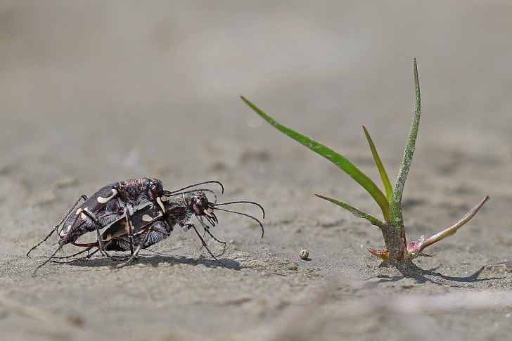 Cicindela sp. (Sandlaufkäfer) (c) Gernot Kunz