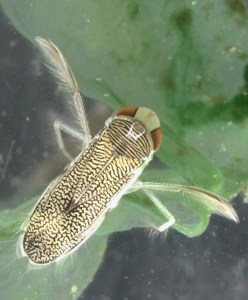Fig. 1 trichocorixa