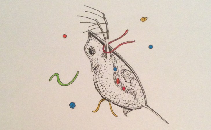 Daphnia