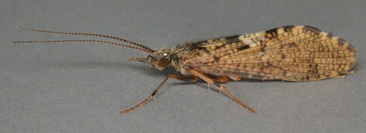 34148829251_39e6a059ae_b