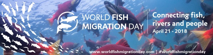 web-banner-2-world-fish-migration-day-2018-01