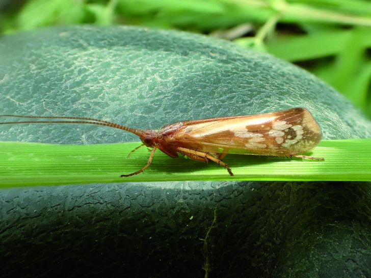 Limnephilus subcentralis