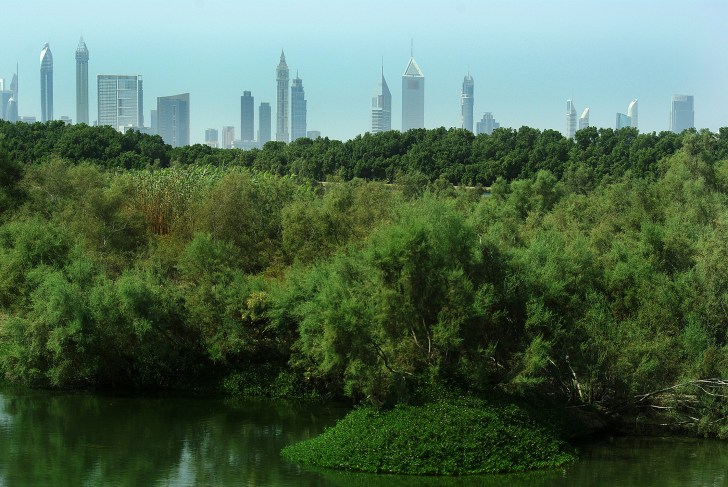 dubai wetland