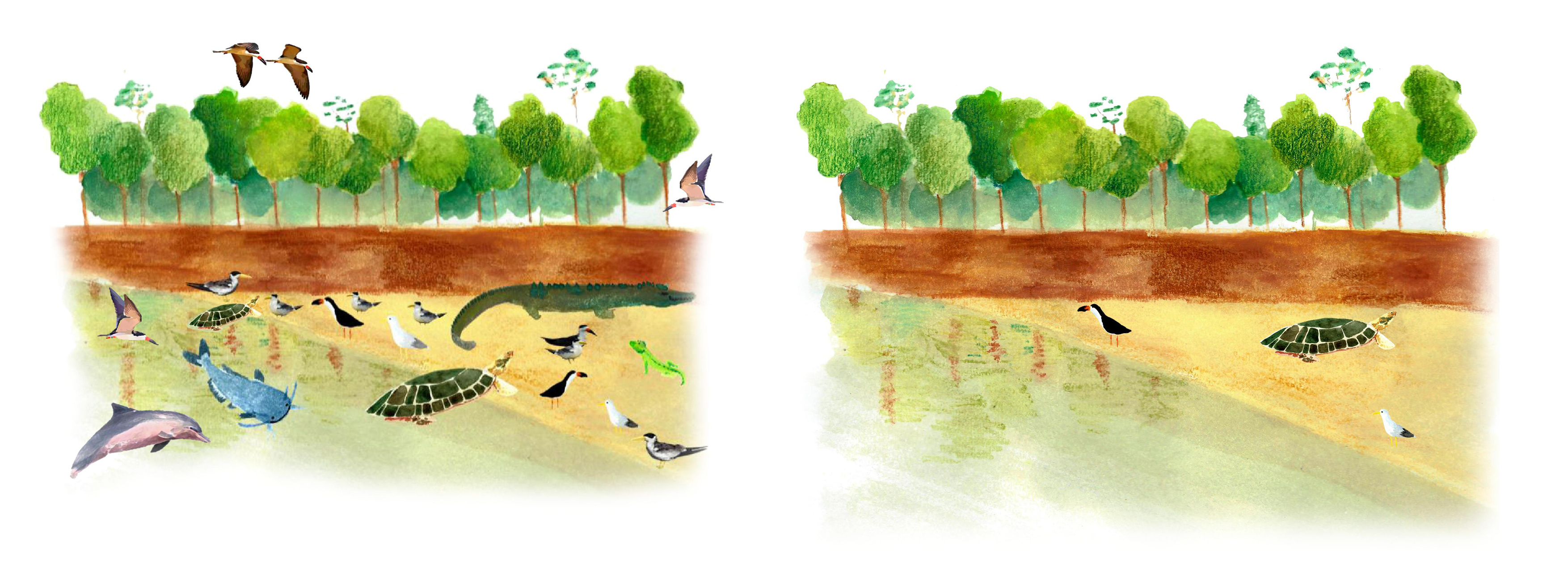 amazon protected beaches