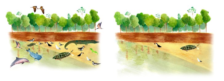 amazon protected beaches