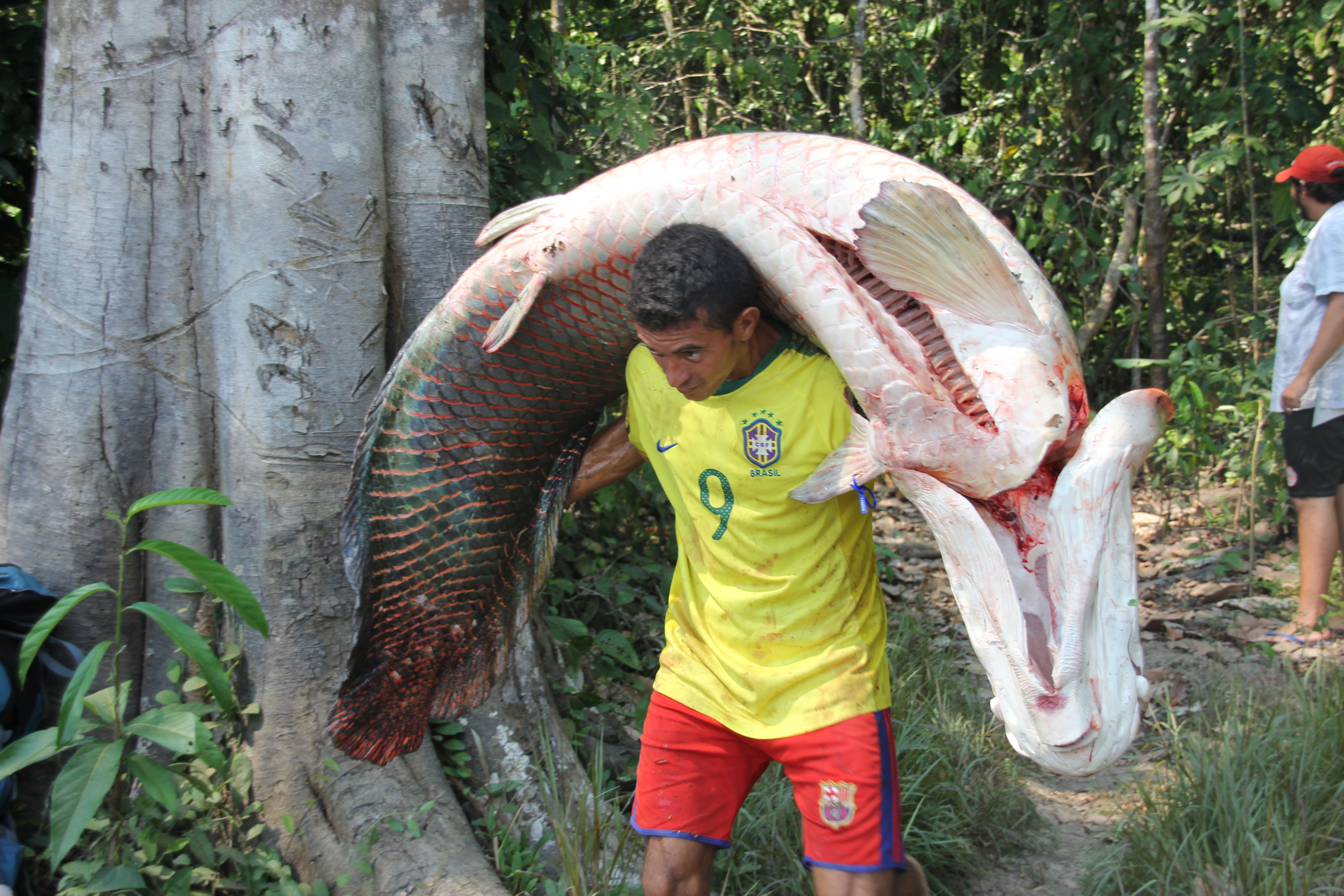 fig1_arapaima_fisherman_carlos_peres