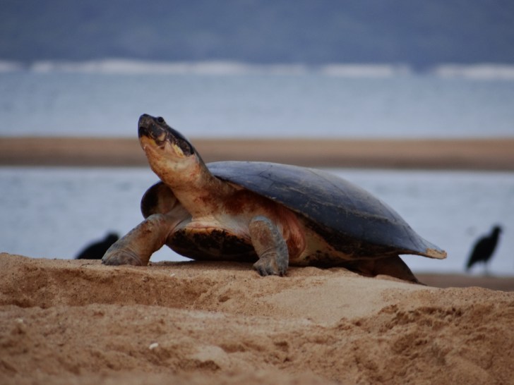 freshwater_turtle_priscila_miorando