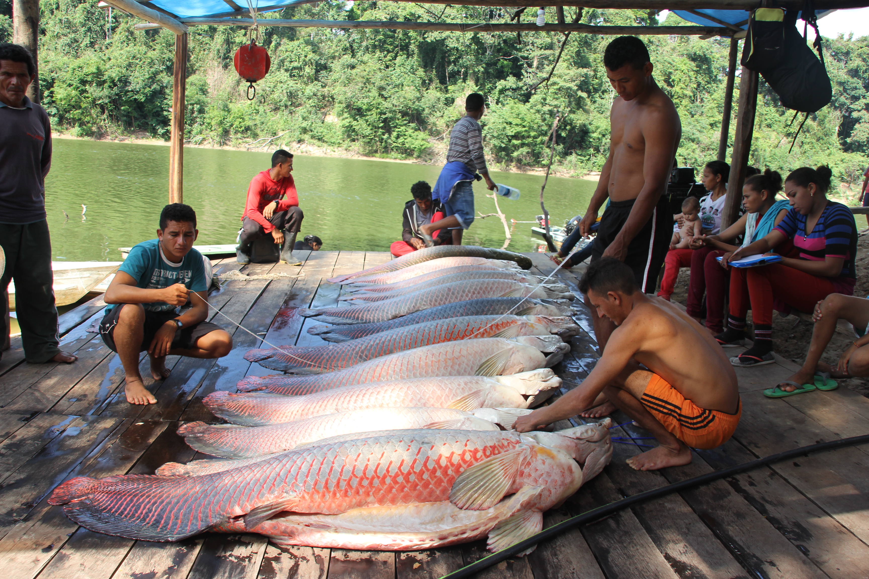 peres_community_based_arapaima_management_carlos_peres
