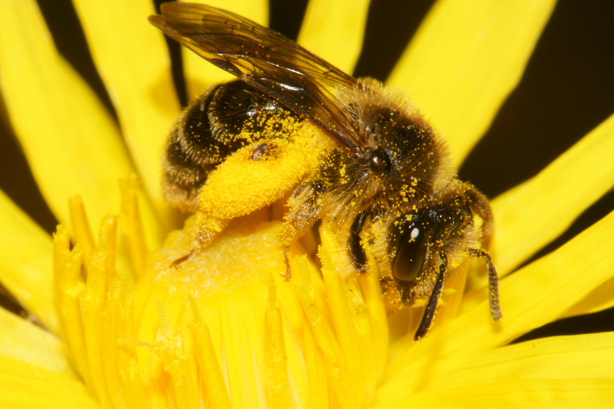 bee