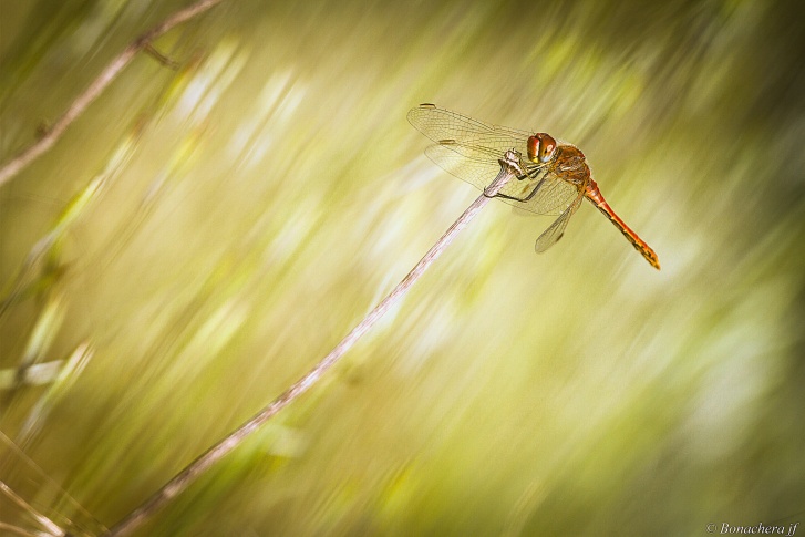 dragonfly wind