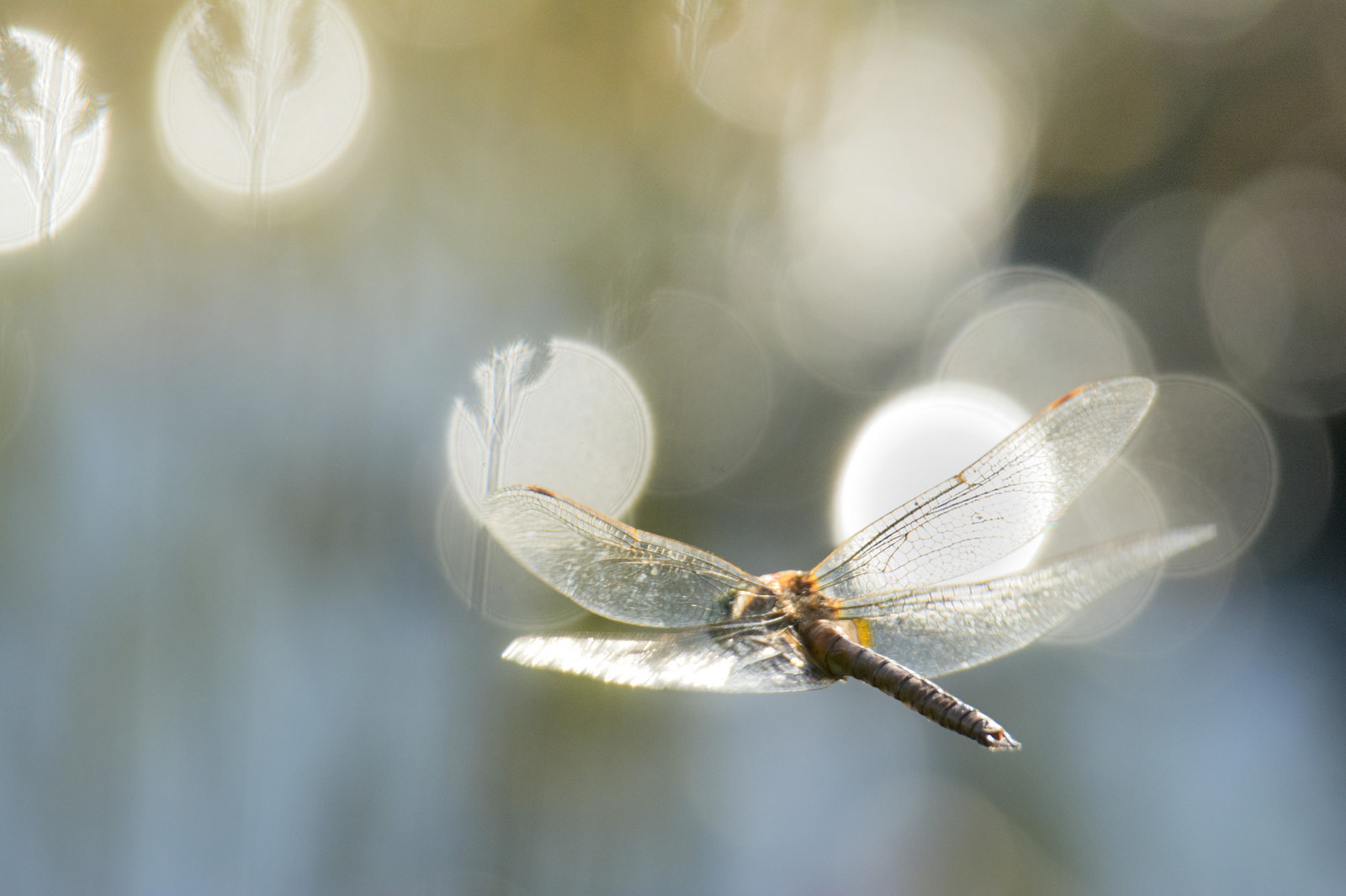 dragonfly flight