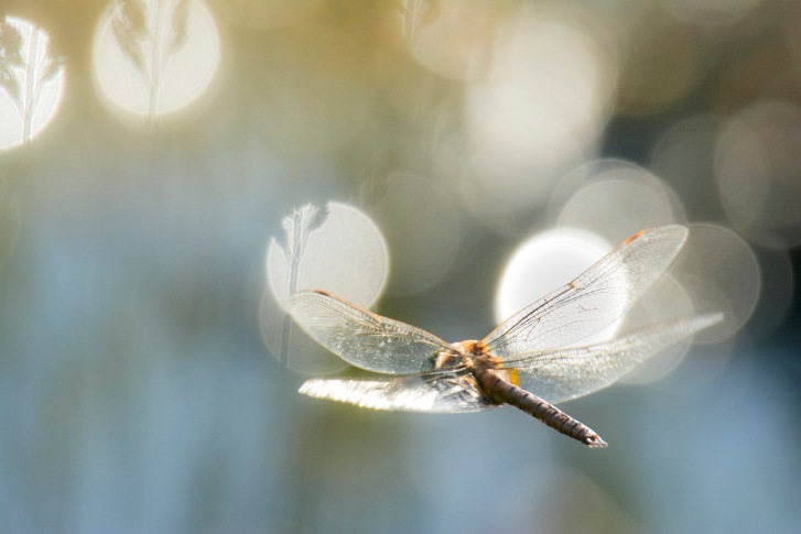 dragonfly flight