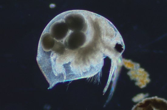 Water flea