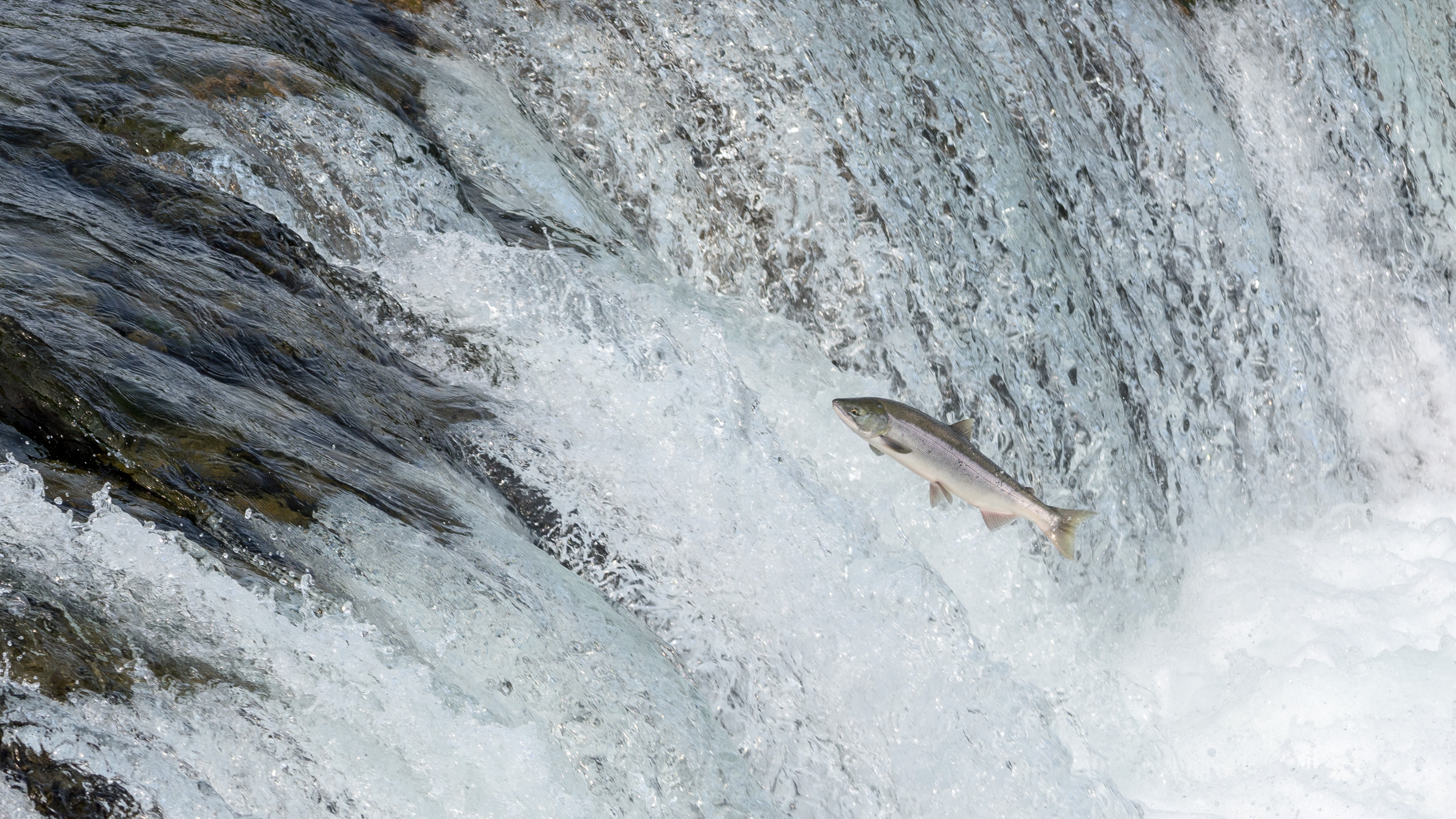 Global Swimways: conserving migratory fish populations | The Freshwater ...