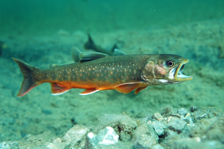Climate warming is changing Arctic freshwater ecosystems | The ...