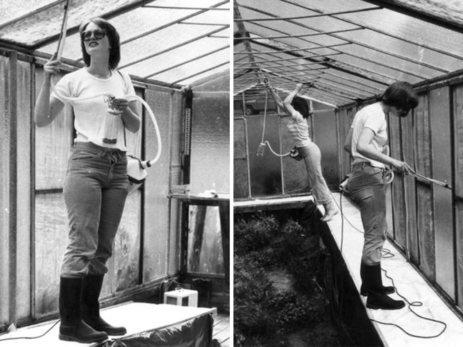 Insect populations on German stream have declined by 81% since 1960s ...