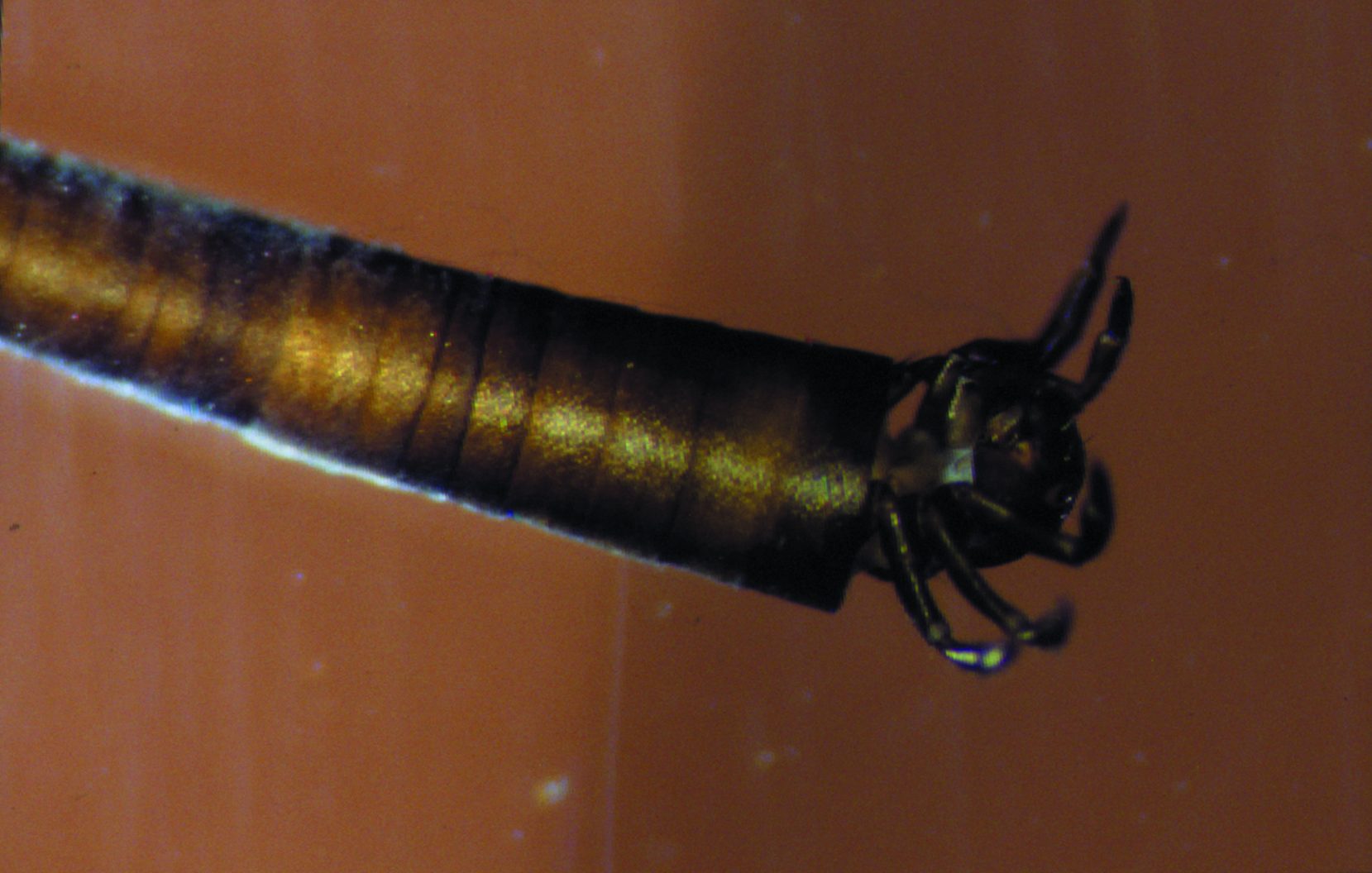 Cabinet of Freshwater Curiosities: artistic riverine insects create ...