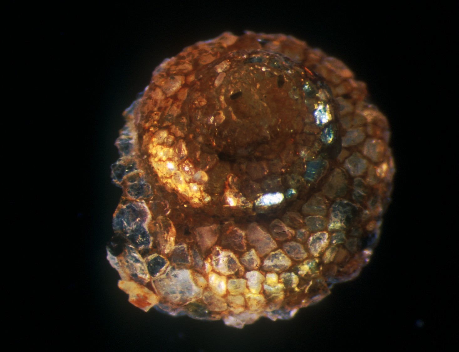 Cabinet of Freshwater Curiosities: artistic riverine insects create ...